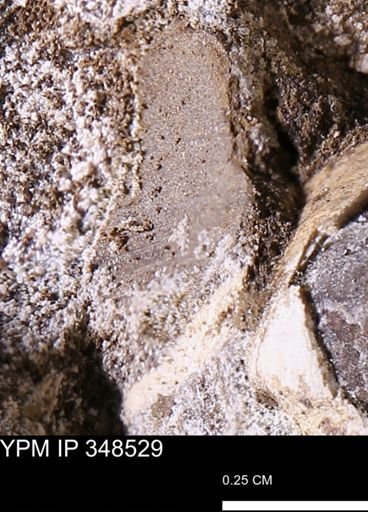 undet. Bivalvia