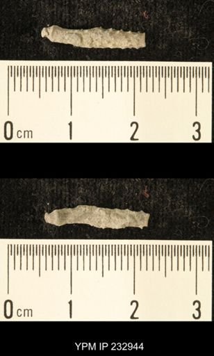 Archaeocidaris sp.