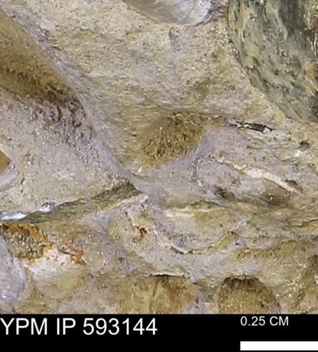 undet. Mollusca