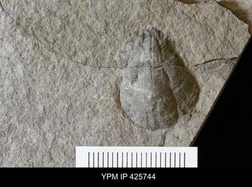 Conchidium sp.