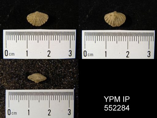 Trematospira camura
