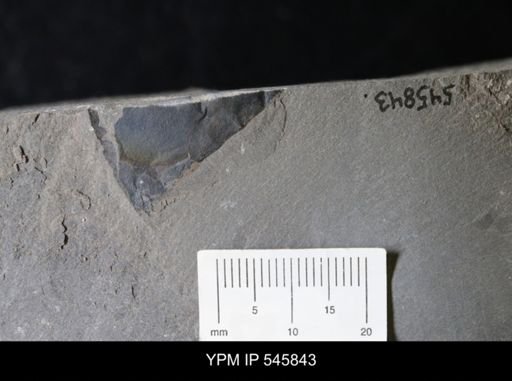 undet. Eurypterida
