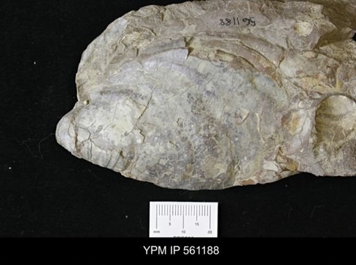 Inoceramus sp.