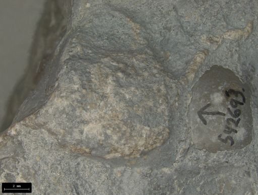 Aplocoma damesii