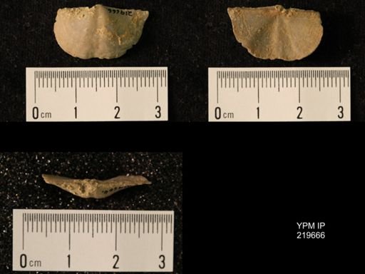 Chonetes granulifer