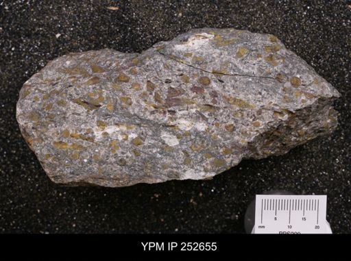 Salterella pulchella