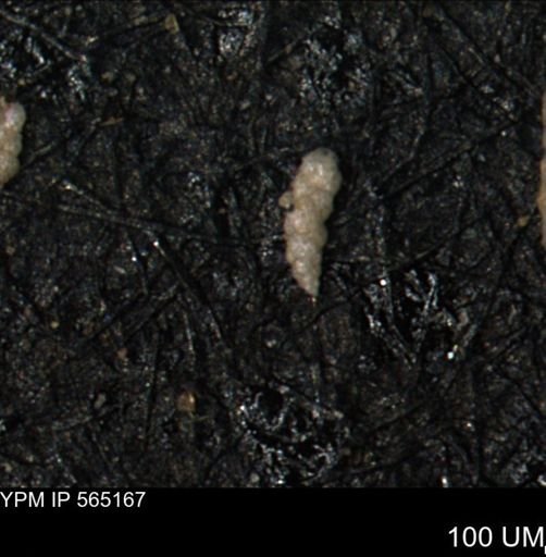 Verneuilinoides kansasensis