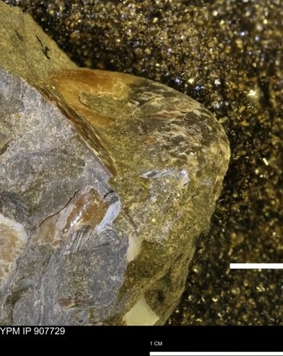 undet. Ammonoidea