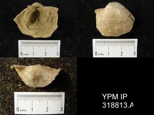 Productus cora