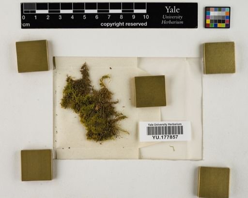 Plantae