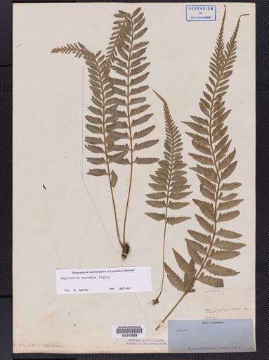 Asplenium