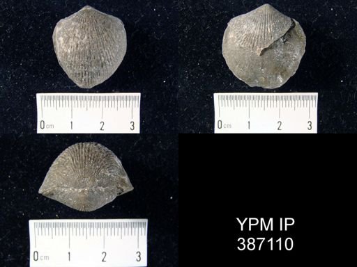 Atrypa reticularis