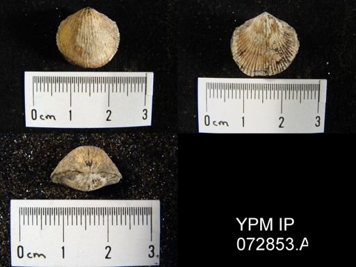 Atrypa tennesseensis