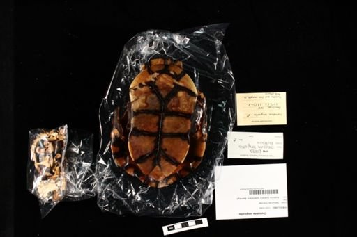 Chelodina longicollis