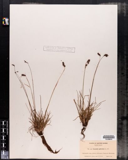 Luzula spicata