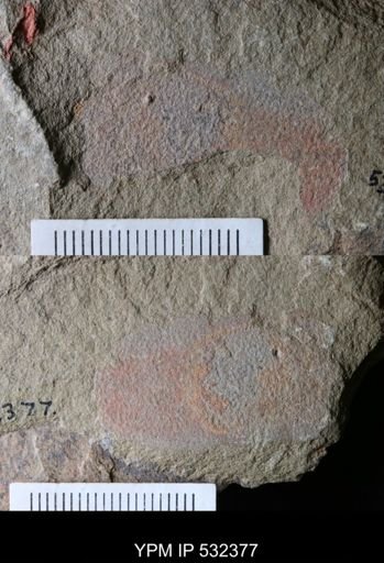 undet. Arthropoda