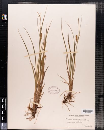 Carex vesicaria