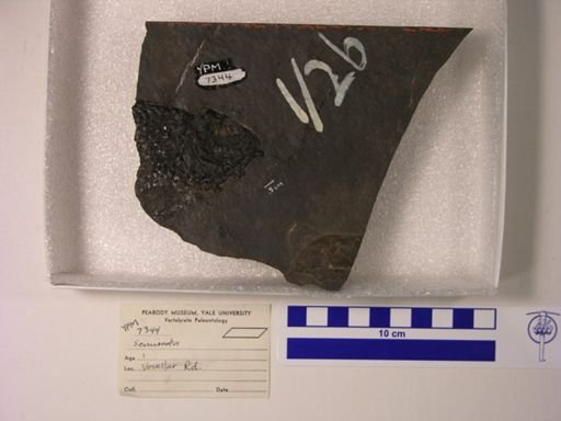 Semionotidae