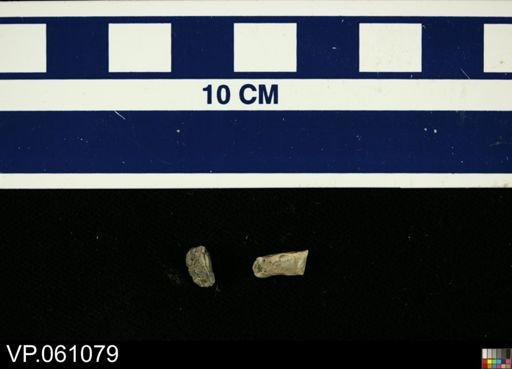 Ornithischia