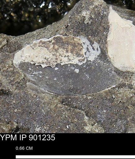 undet. Bivalvia