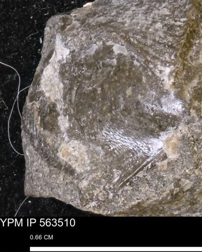 Oxytoma (Hypoxytoma)?
