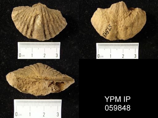 Spirifer murchisoni