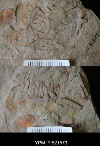 undet. Graptolithina
