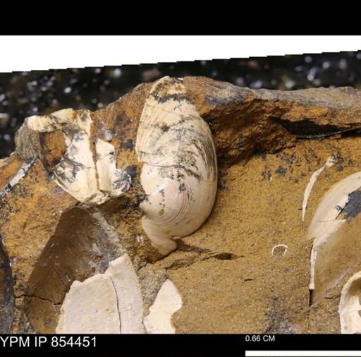 Limopsis striatopunctatus