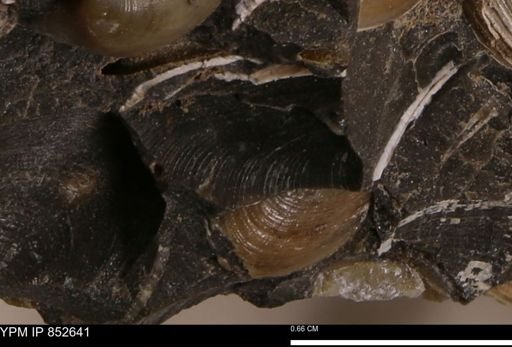 Limopsis striatopunctatus
