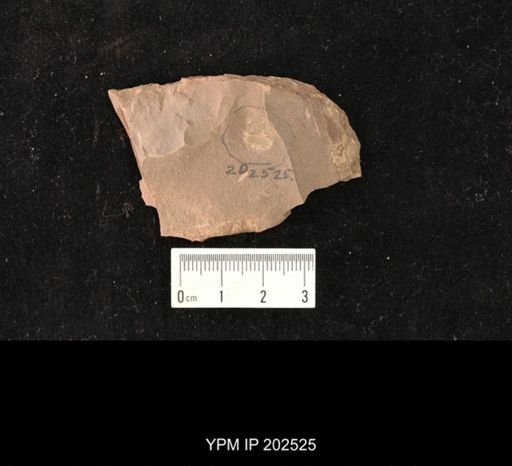 Holcoptera schlotheimi