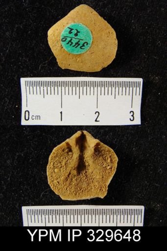 undet. Meristellidae