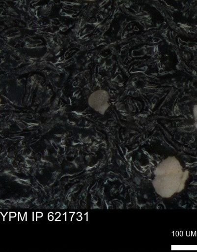 undet. Foraminiferida