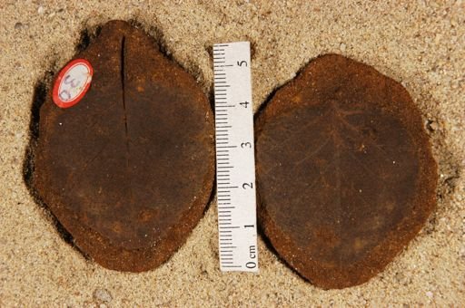 Betulites westii rotundatus