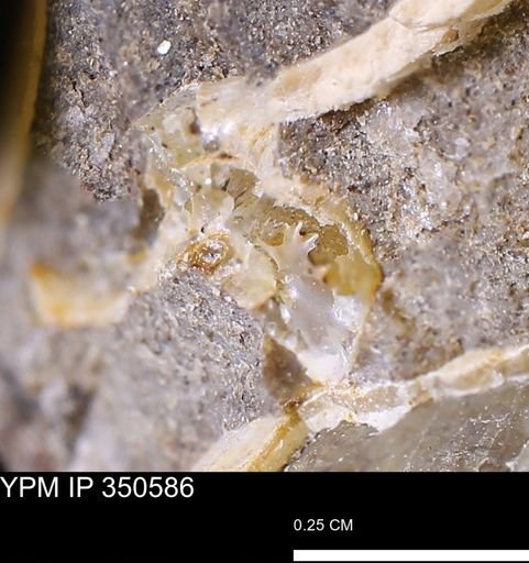 undet. Ammonoidea