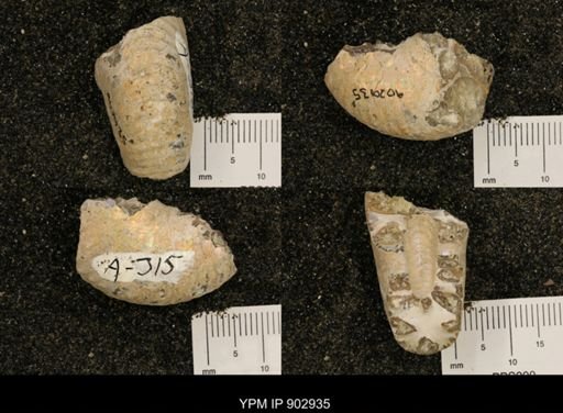 Hoploscaphites sp.