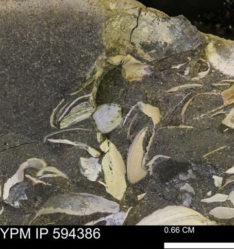 Protocardia sp.