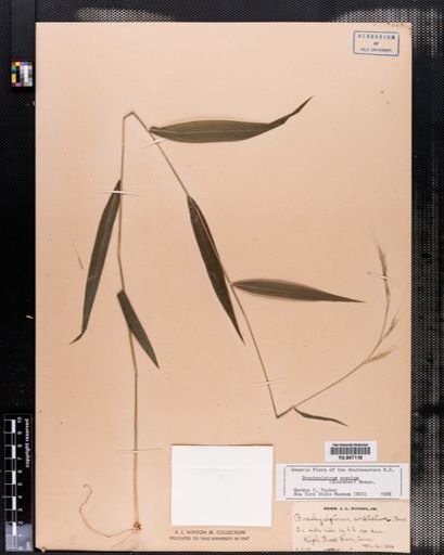 Brachyelytrum erectum