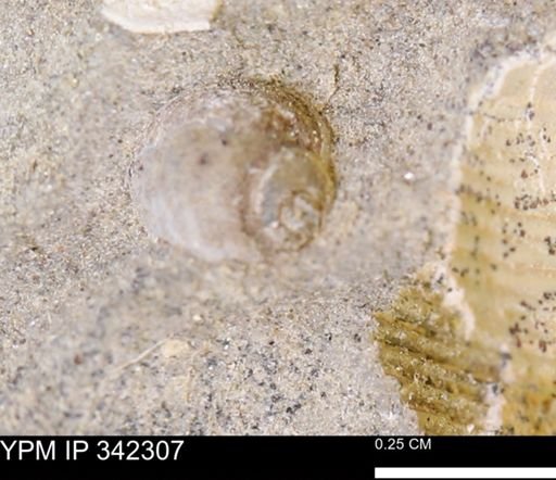 Oligoptycha concinna