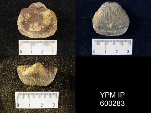 Pustula nebrascensis