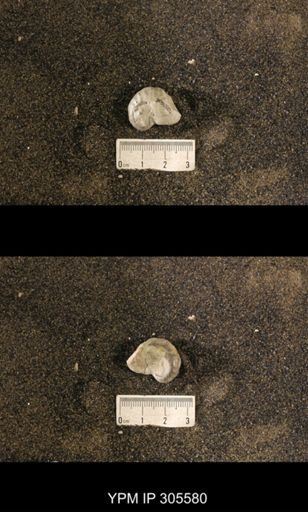 Cyrtolites ornatus