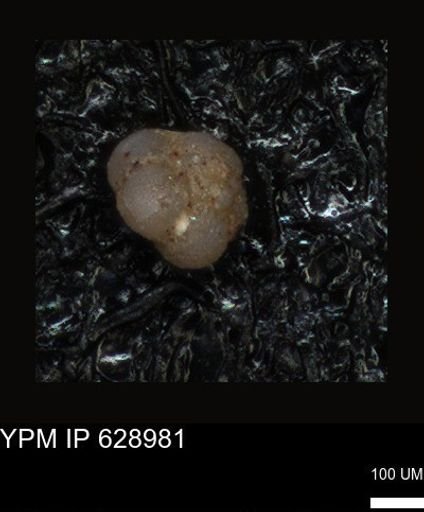 undet. Foraminiferida