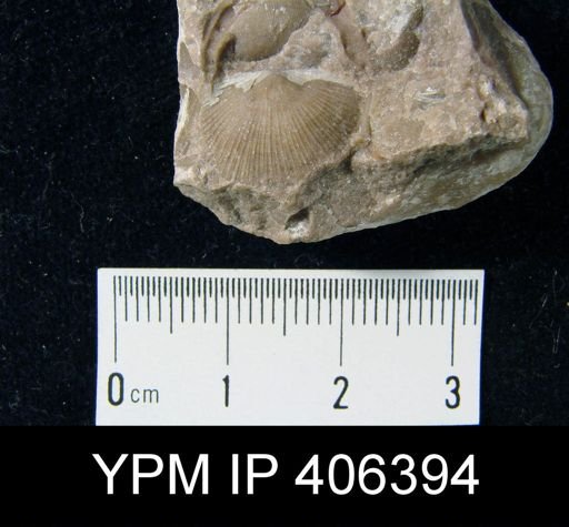 Schuchertella becraftensis