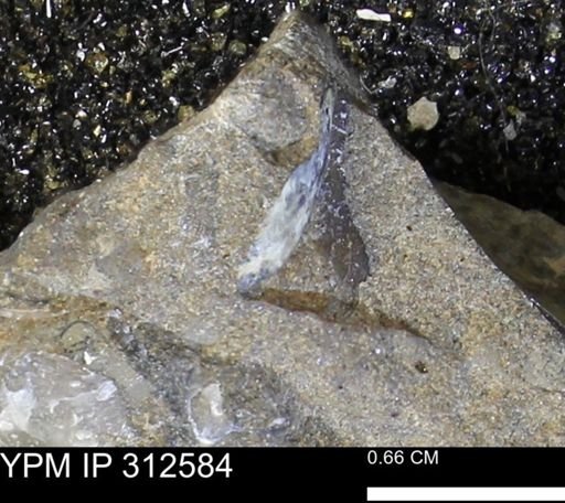 Pseudoptera subtortuosa