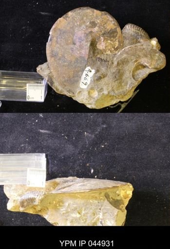 Sphenodiscus lenticularis