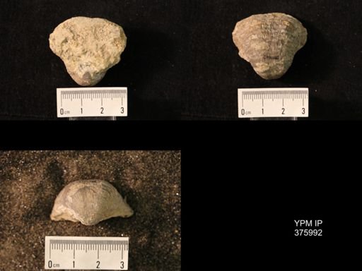 Pustula nebrascensis