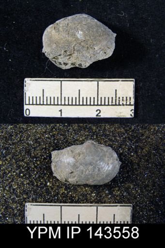 Marginifera transversa