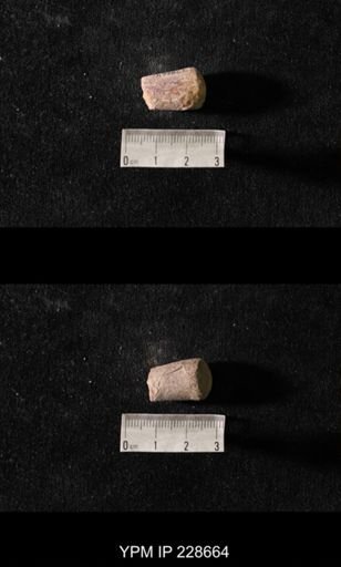 Orthoceras