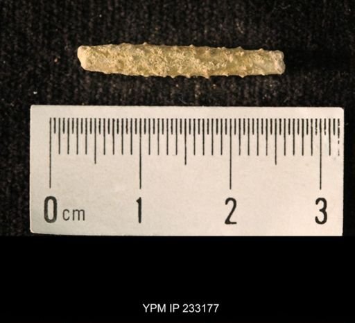 Archaeocidaris sp.