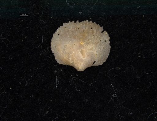 Orthida?