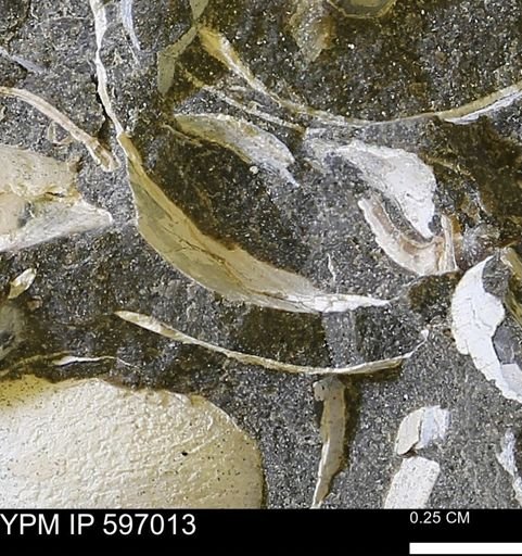 undet. Bivalvia